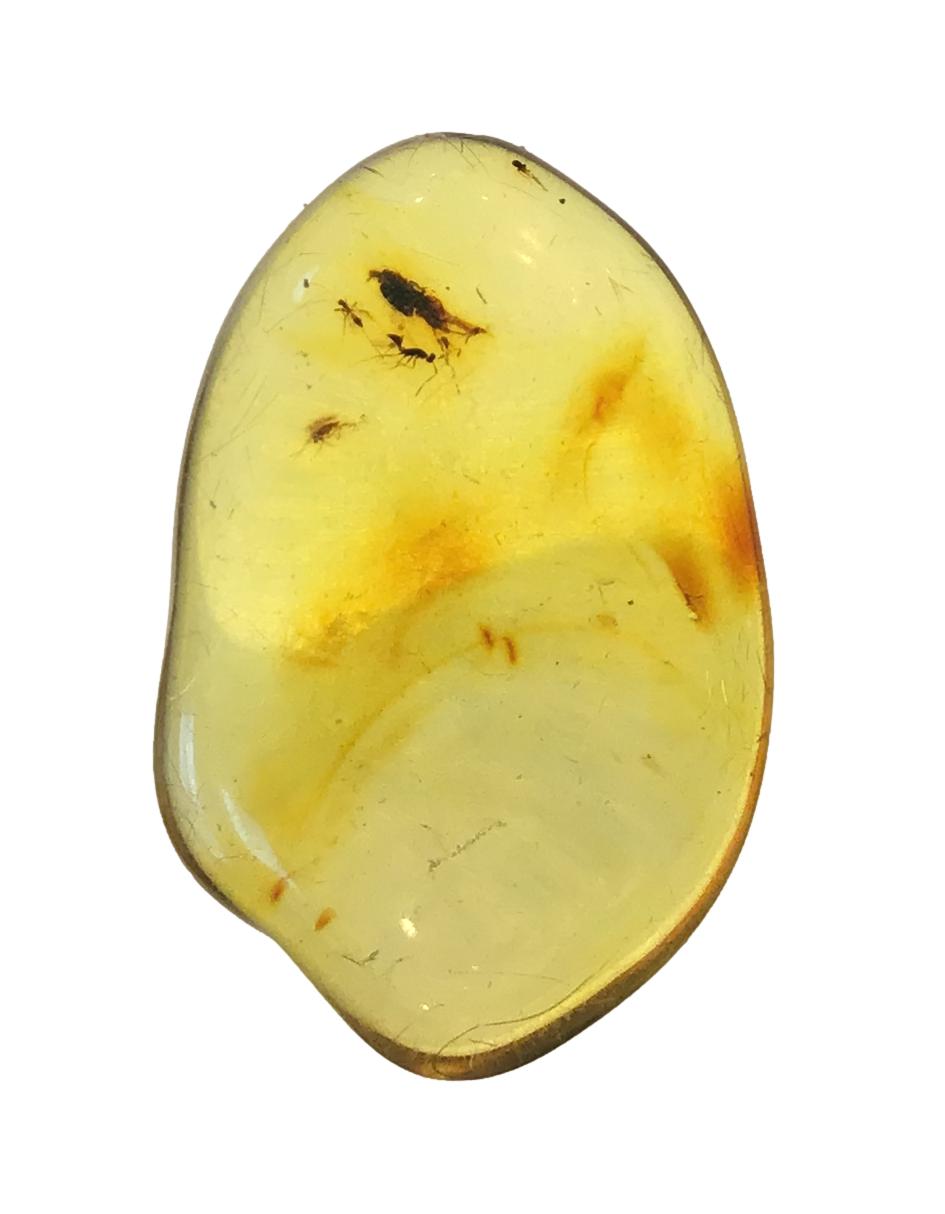 Genuine Amber Specimen with Insect Inclusions - Originally $150, Now $99 (A16)