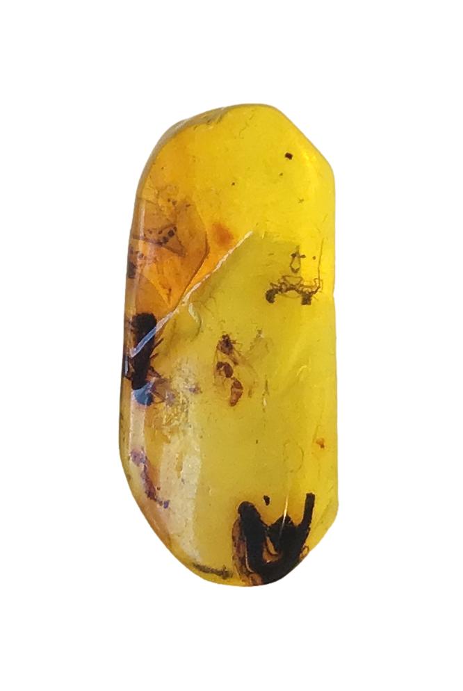 Genuine Amber Specimen with Insect Inclusions - Originally $150, Now $99 (A17)