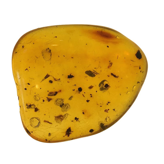 Genuine Amber Specimen with Insect Inclusions - Originally $150, Now $99 (A1)
