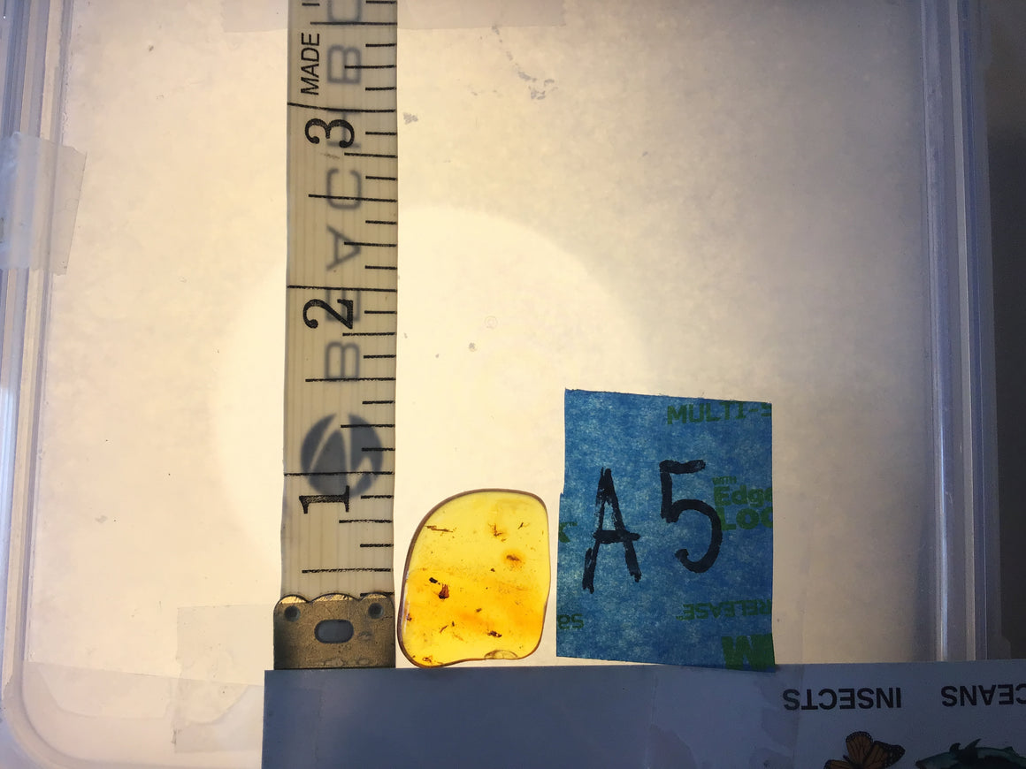 Genuine Amber Specimen with Insect Inclusions - 1" x 3/4"