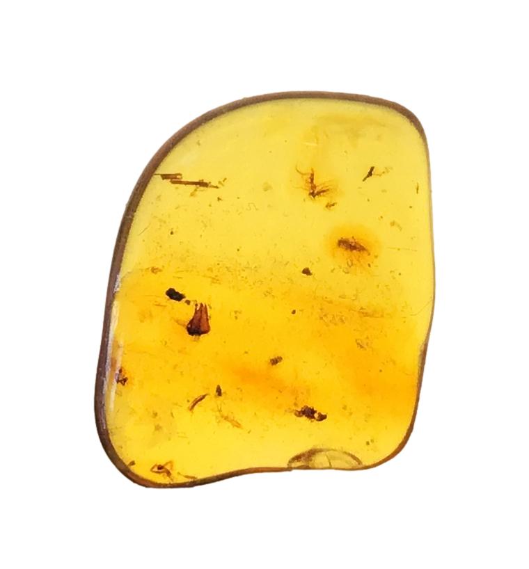 Genuine Amber Specimen with Insect Inclusions - 1" x 3/4"