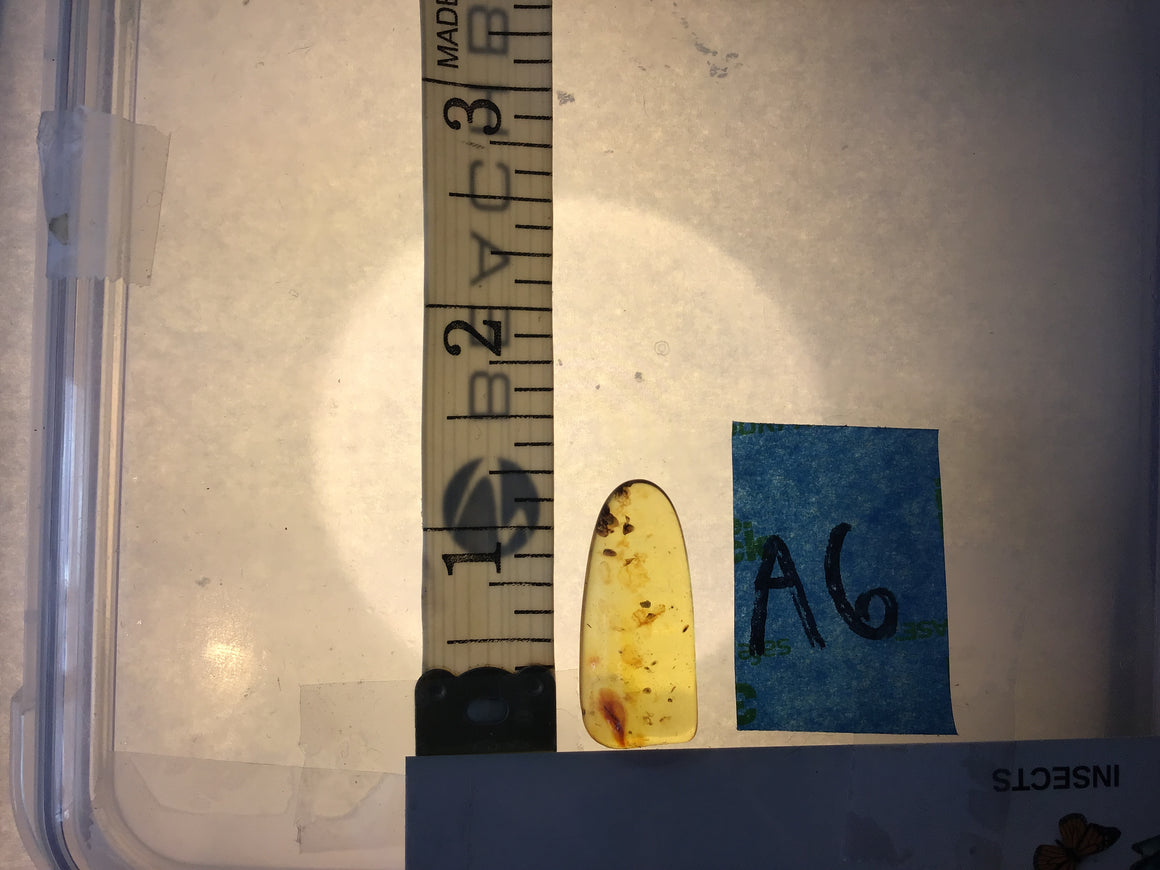 Genuine Amber Specimen with Insect Inclusions - 1 1/4" x 1/2"