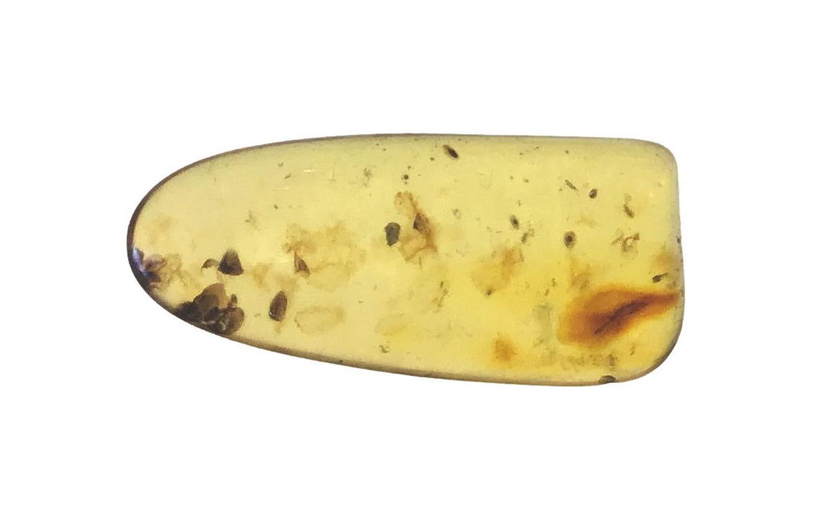 Genuine Amber Specimen with Insect Inclusions - 1 1/4" x 1/2"