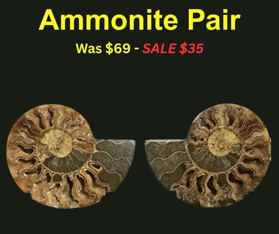 Ammonite Pair (AM3) - Split & Polished - Madagascar - 5 Inches