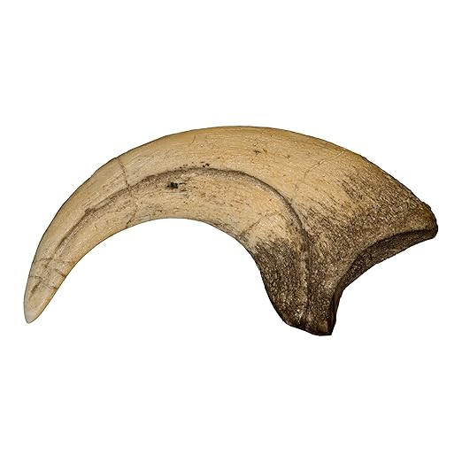Dinosaur Claw - Deinonychus - replica plus Bonus Genuine Fossil Enchodus Fang Tooth