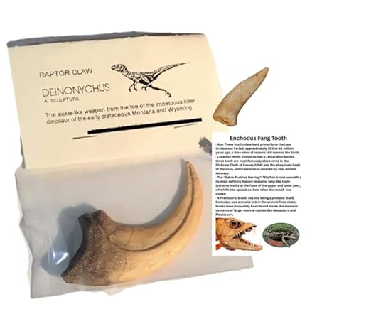 Dinosaur Claw - Deinonychus - replica plus Bonus Genuine Fossil Enchodus Fang Tooth