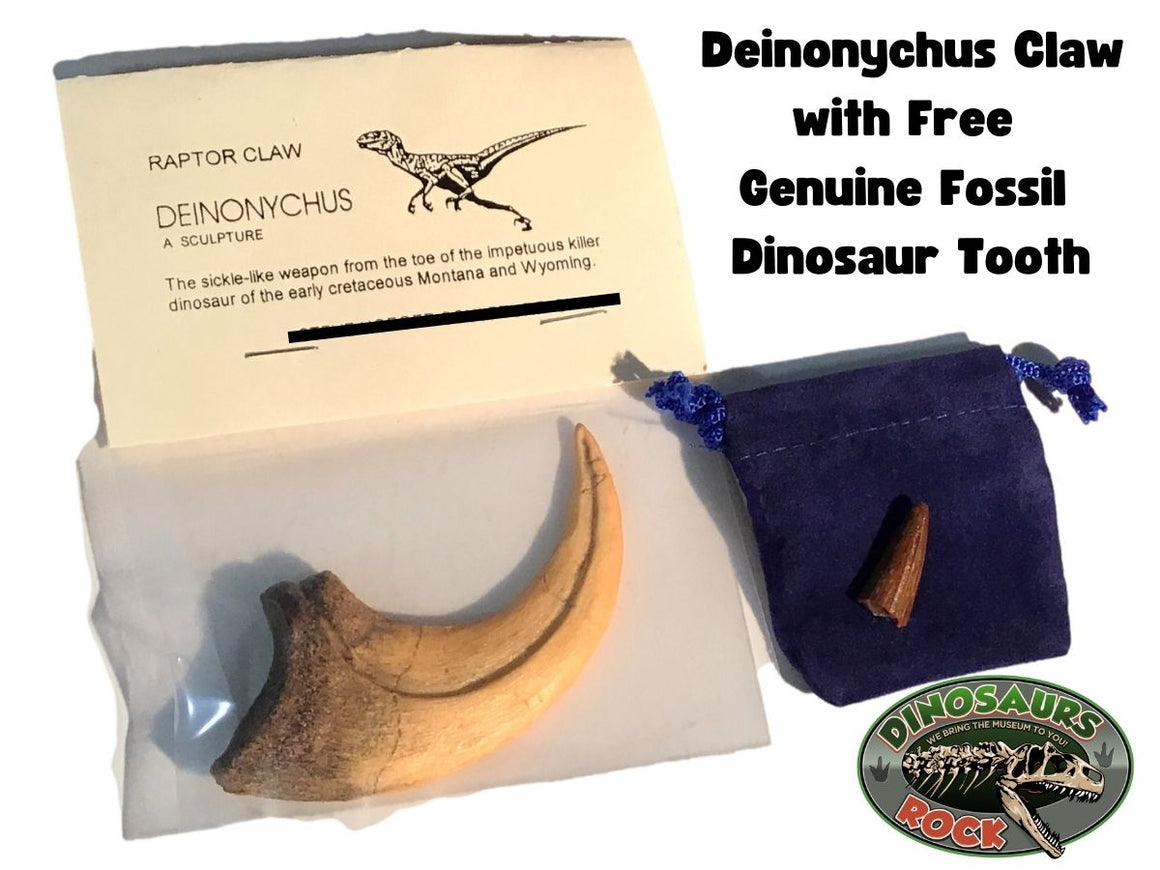 Cast Replica Deinonychus Dinosaur Claw with Bonus Genuine Fossil Spinosaurus Tooth by DINOSAURS ROCK