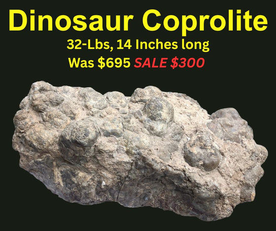 Dinosaur Coprolite – Fossilized Dino "POOP" 14" - 32LBS! (A6)
