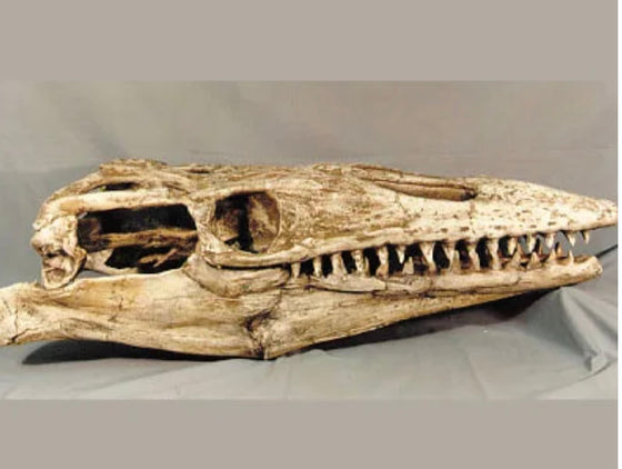 Mosasaur Skull Fossil Replica  with stand