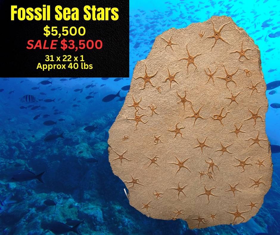 Museum Specimen - 47 Fossil Sea Stars On 1 Plate - Over 400 Million Years Old
