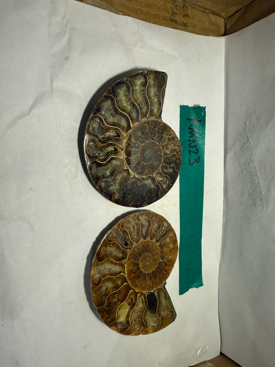 Ammonite Pair (AMN23) - Split & Polished - Madagascar - 3.75 Inches from DINOSAURS ROCK