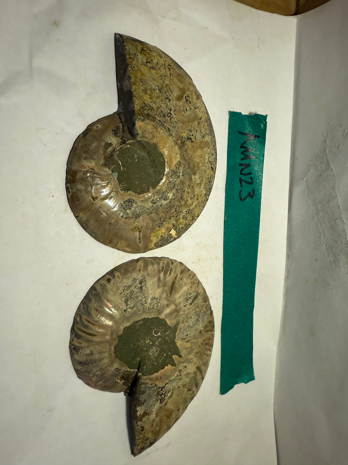 Ammonite Pair (AMN23) - Split & Polished - Madagascar - 3.75 Inches from DINOSAURS ROCK