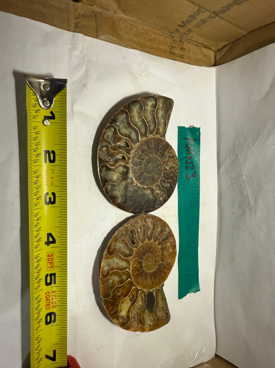Ammonite Pair (AMN23) - Split & Polished - Madagascar - 3.75 Inches from DINOSAURS ROCK
