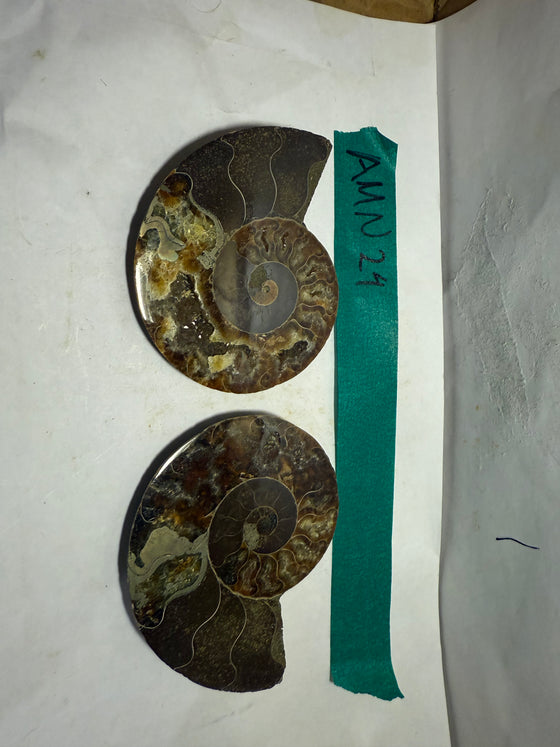 Ammonite Pair (AMN24) - Split & Polished - Madagascar - 3 Inches from DINOSAURS ROCK