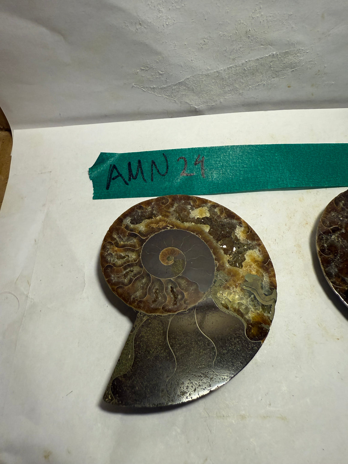 Ammonite Pair (AMN24) - Split & Polished - Madagascar - 3 Inches from DINOSAURS ROCK