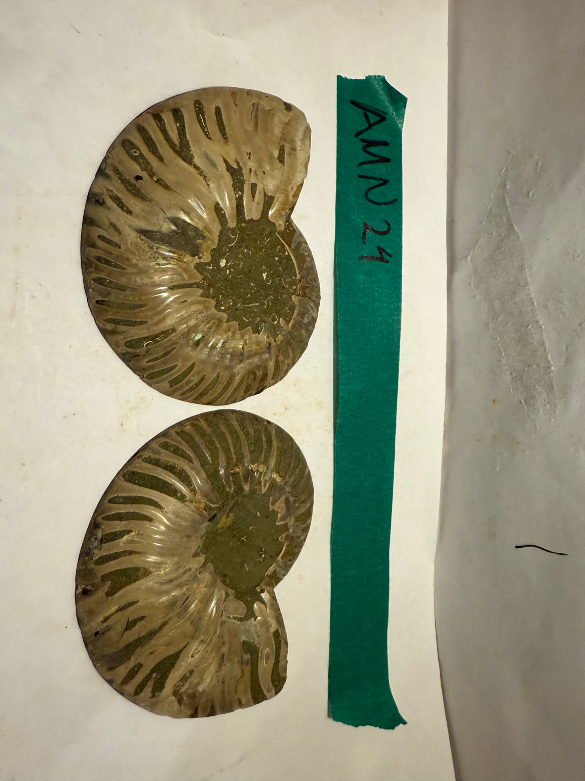Ammonite Pair (AMN24) - Split & Polished - Madagascar - 3 Inches from DINOSAURS ROCK