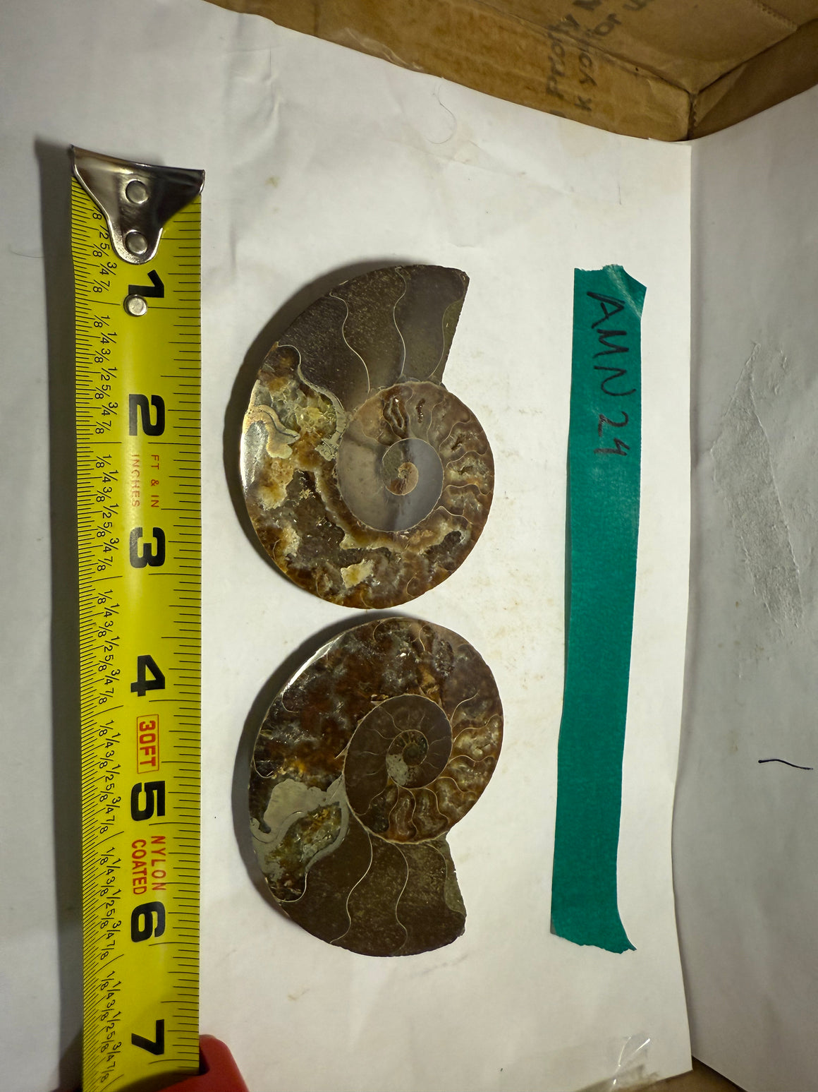 Ammonite Pair (AMN24) - Split & Polished - Madagascar - 3 Inches from DINOSAURS ROCK