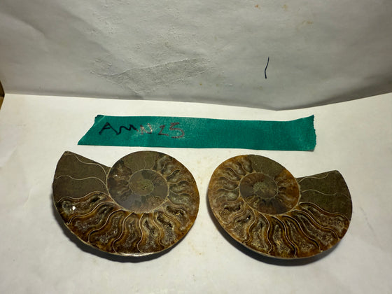 Ammonite Pair (AMN25) - Split & Polished - Madagascar - 3.25 Inches from DINOSAURS ROCK