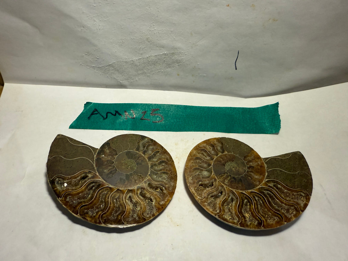 Ammonite Pair (AMN25) - Split & Polished - Madagascar - 3.25 Inches from DINOSAURS ROCK