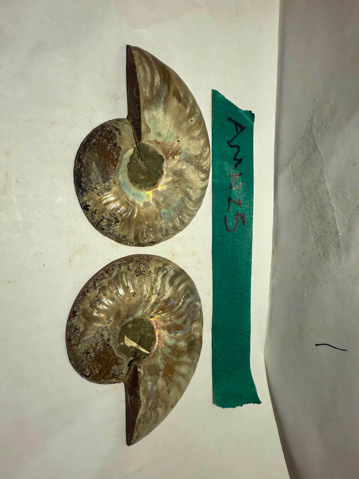 Ammonite Pair (AMN25) - Split & Polished - Madagascar - 3.25 Inches from DINOSAURS ROCK