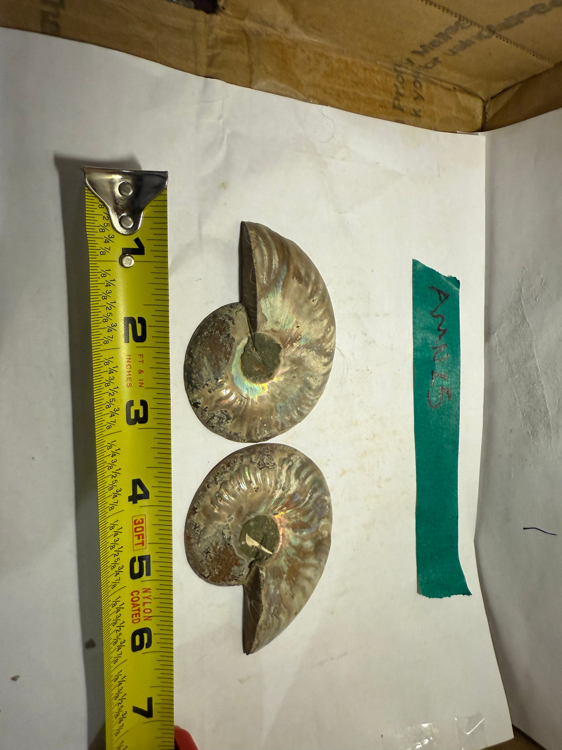 Ammonite Pair (AMN25) - Split & Polished - Madagascar - 3.25 Inches from DINOSAURS ROCK