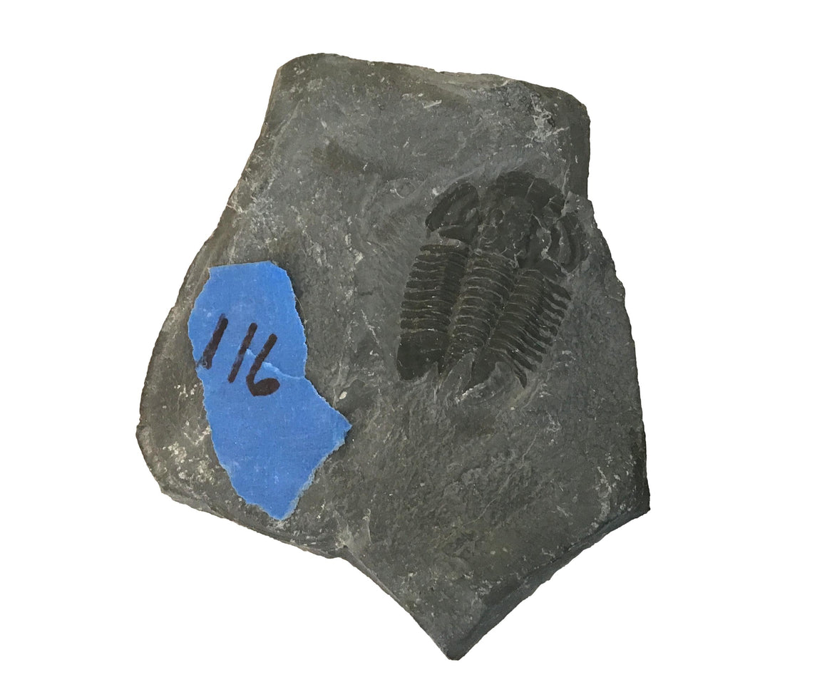 Genuine Fossil Trilobite - Elrathia Kinghi #116 - 3 3/8” X 4” x .5”