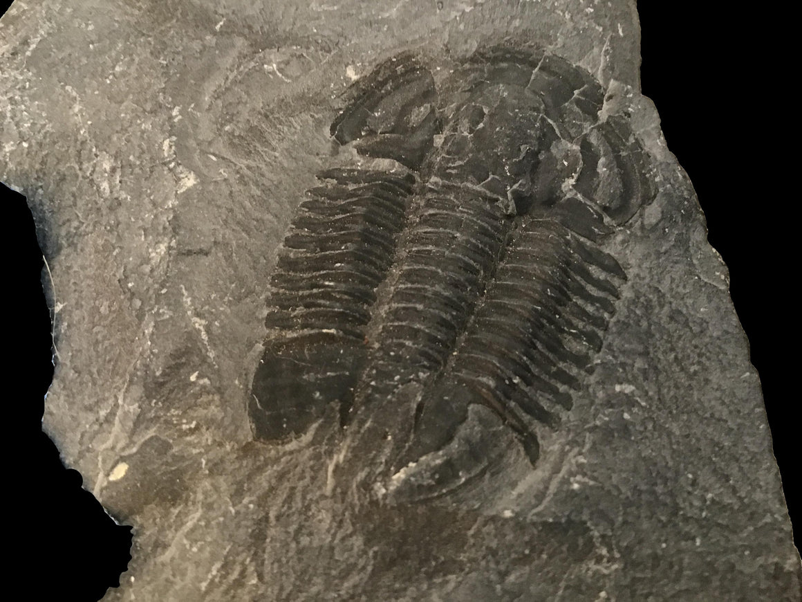 Genuine Fossil Trilobite - Elrathia Kinghi #116 - 3 3/8” X 4” x .5”
