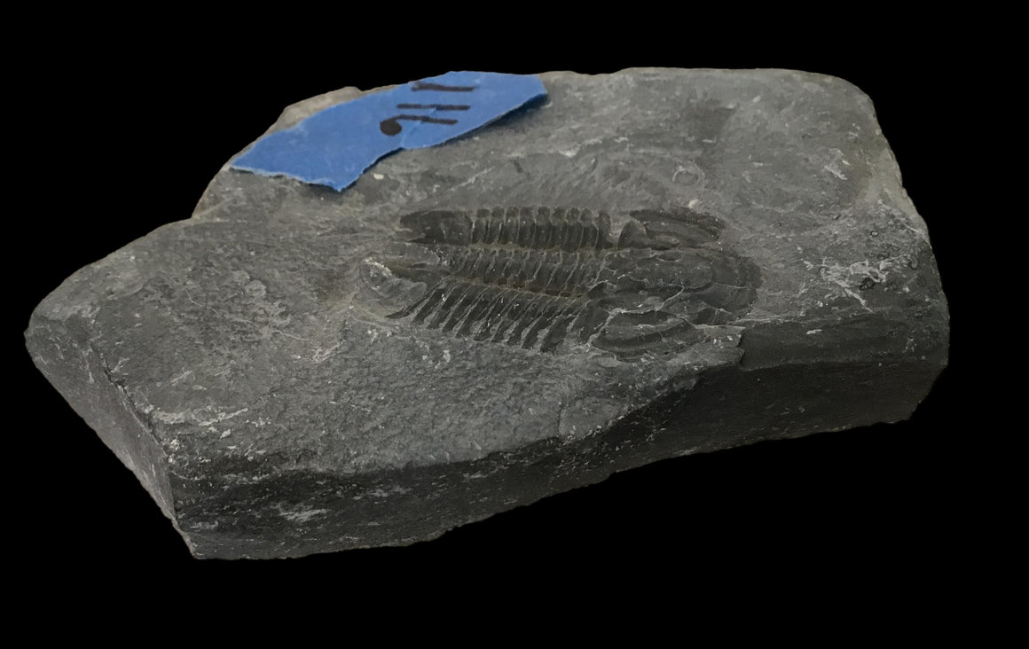 Genuine Fossil Trilobite - Elrathia Kinghi #116 - 3 3/8” X 4” x .5”