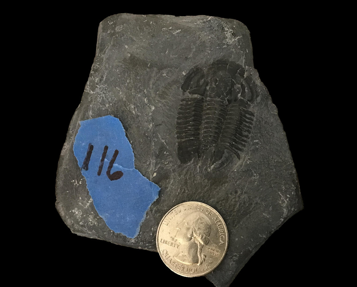 Genuine Fossil Trilobite - Elrathia Kinghi #116 - 3 3/8” X 4” x .5”