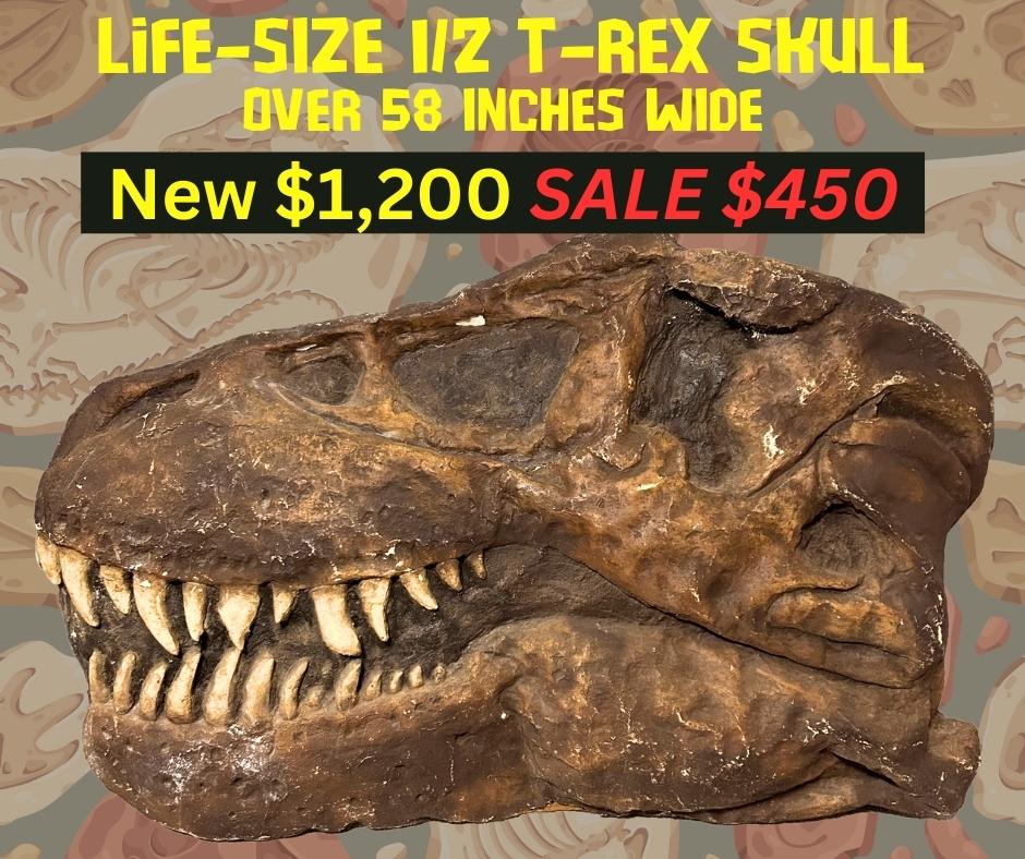 GIANT T-REX SKULL (1/2) Over 58 inches wide, Approx 50 lbs.