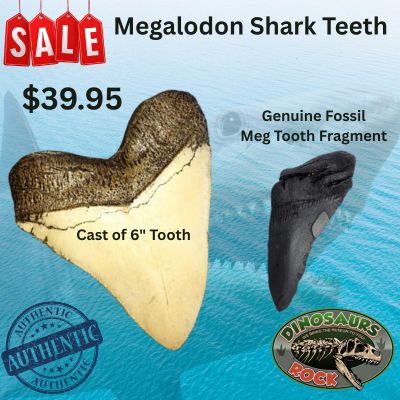 Megalodon Shark Tooth White Cast Replica & Genuine Fossil Meg Tooth Partial