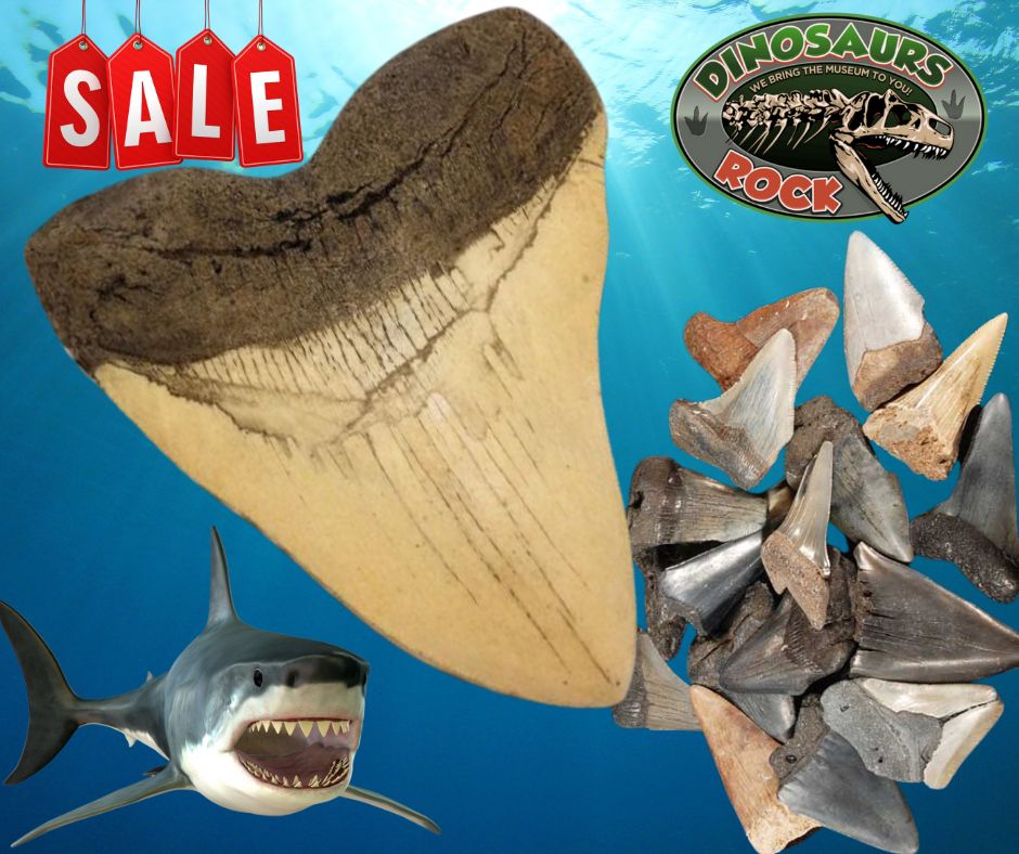 Megalodon Shark Tooth White Cast Replica & Genuine Fossil Meg Tooth Partial