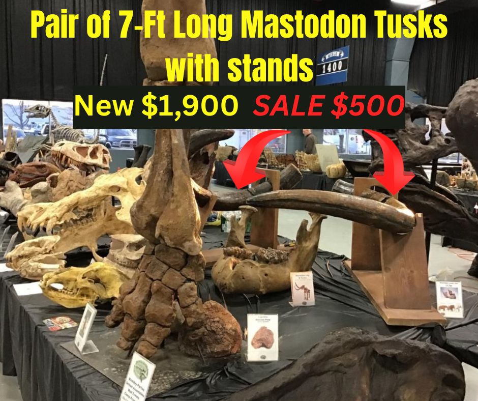 Pair of 7-Ft Long Mastodon Tusks (Burning Tree Mastodon)