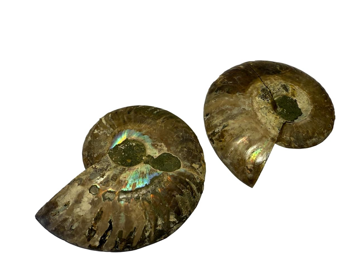 Ammonite Pair (AMN2) - Split & Polished - Madagascar - 3 Inches from DINOSAURS ROCK