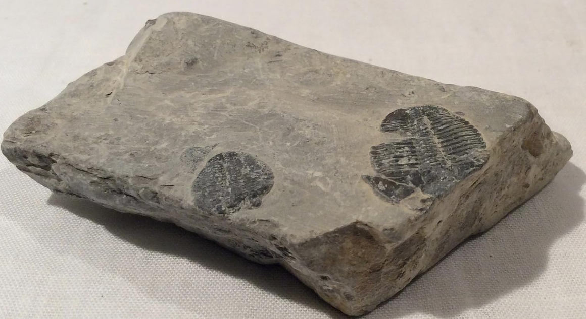 Genuine Elrathia Kinghi Trilobite Fossil - 2 3/4" x 1 1/2" - T7