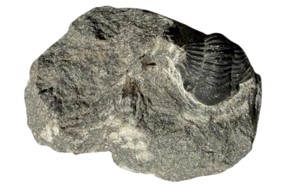 Genuine Elrathia Kinghi Trilobite Fossil - 1 3/4" x 1 1/4" - T12