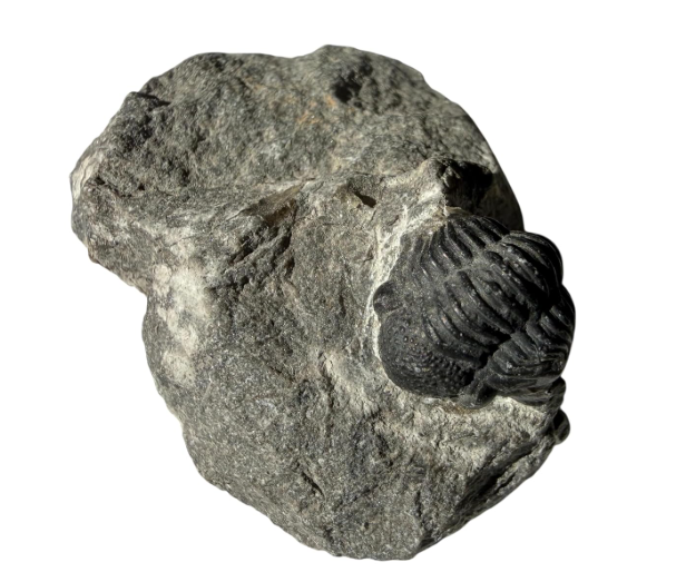 Genuine Elrathia Kinghi Trilobite Fossil - 1 3/4" x 1 1/4" - T12
