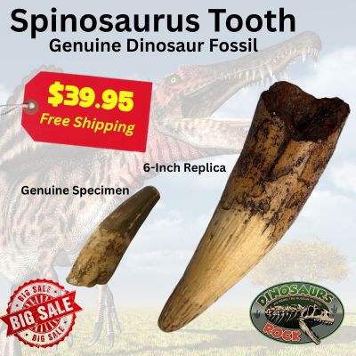 Genuine Spinosaurus Dinosaur Tooth (1–2”) + Giant Cast Replica (6-Inches) | Authentic Fossil in Burlap Bag + Info Card | Dinosaurs Rock® Fossil Gift Set