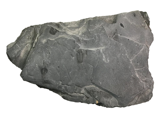 Genuine Fossil Trilobite - Elrathia Kinghi #106 - 6 5/8" x 4 1/8”