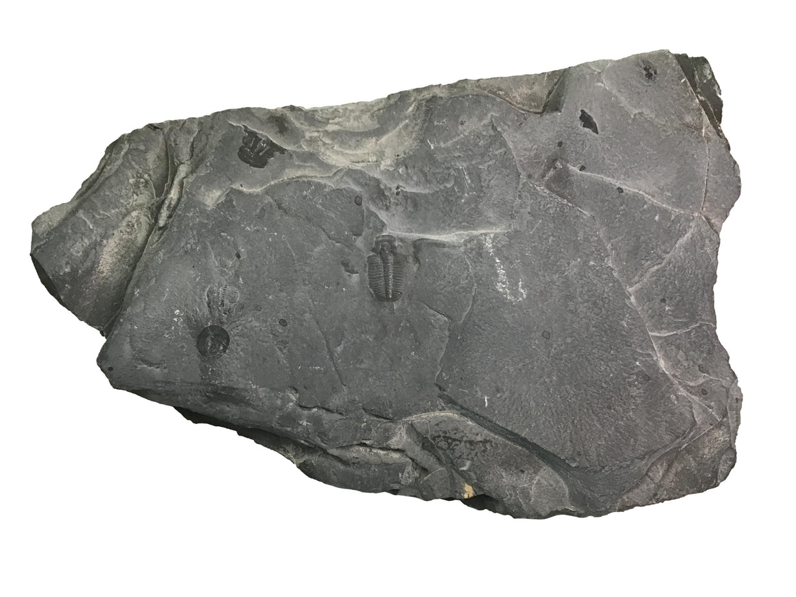 Genuine Fossil Trilobite - Elrathia Kinghi #106 - 6 5/8" x 4 1/8”