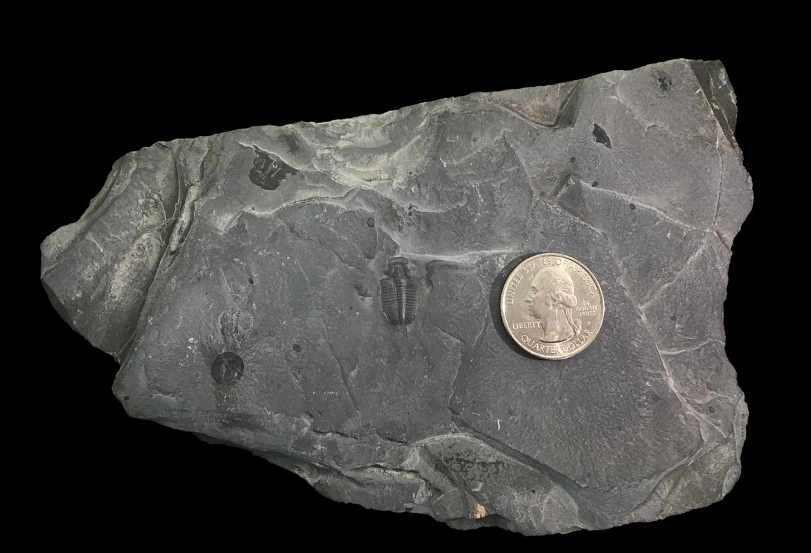 Genuine Fossil Trilobite - Elrathia Kinghi #106 - 6 5/8" x 4 1/8”