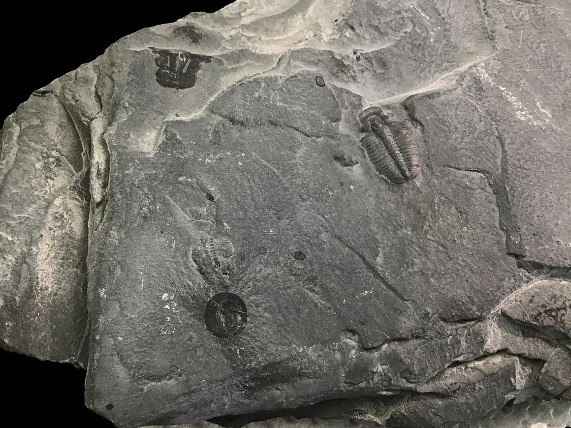 Genuine Fossil Trilobite - Elrathia Kinghi #106 - 6 5/8" x 4 1/8”