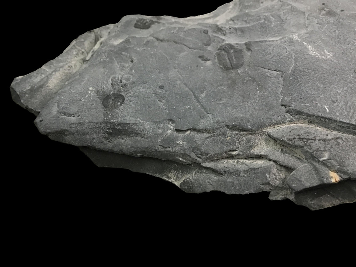 Genuine Fossil Trilobite - Elrathia Kinghi #106 - 6 5/8" x 4 1/8”