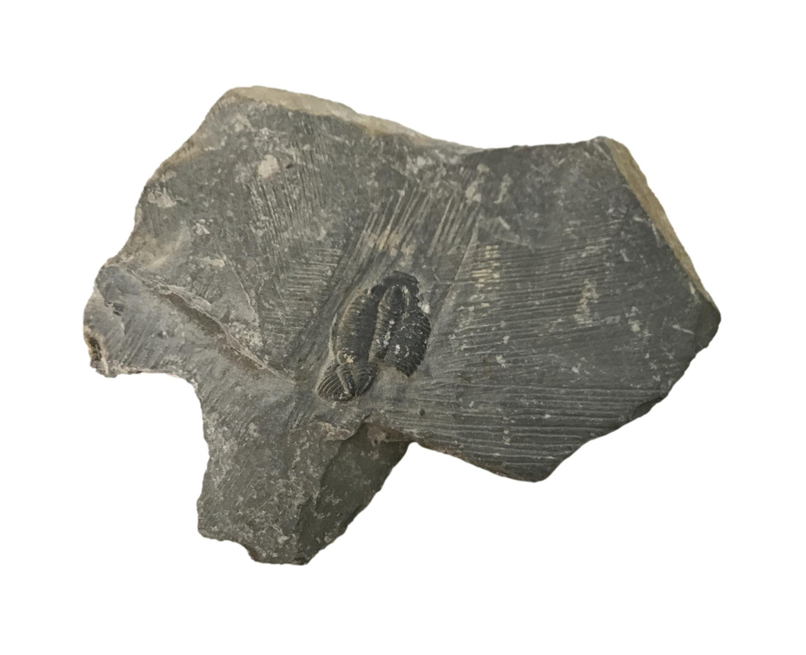 Genuine Fossil Trilobite - Elrathia Kinghi #T10 - 2 1/4” x 1 3/4”