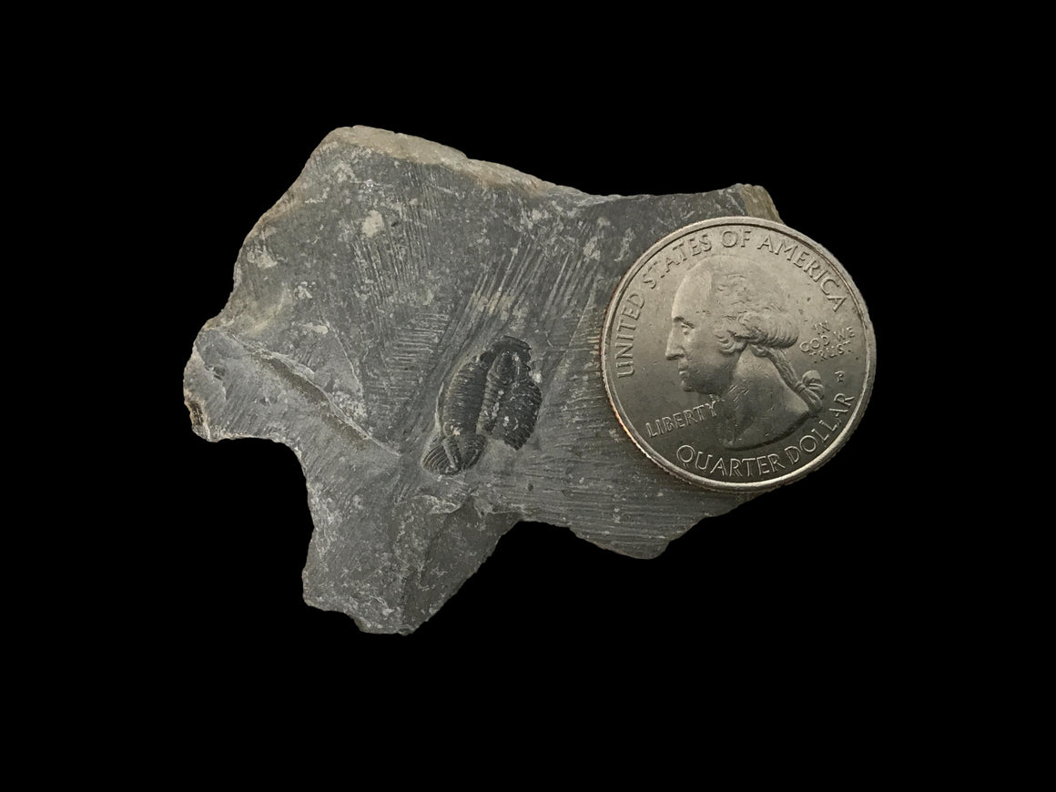 Genuine Fossil Trilobite - Elrathia Kinghi #T10 - 2 1/4” x 1 3/4”