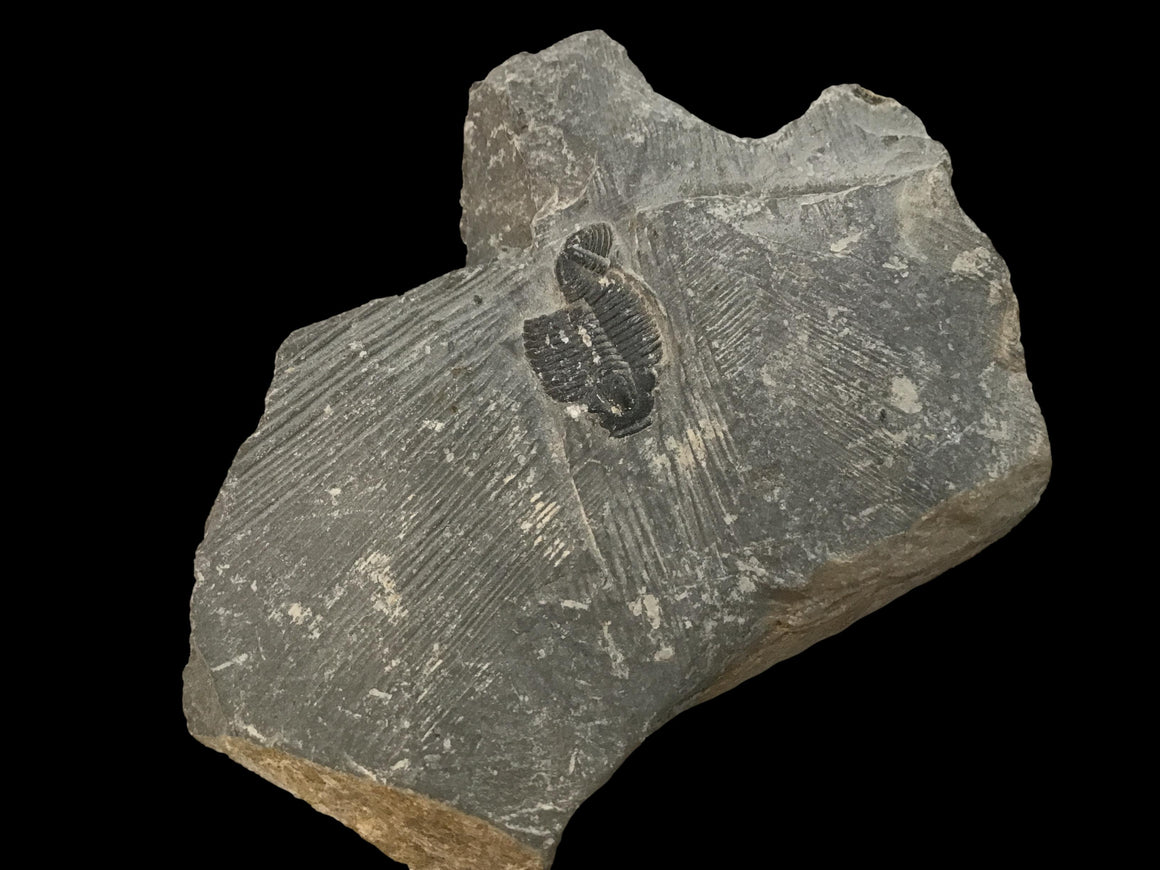 Genuine Fossil Trilobite - Elrathia Kinghi #T10 - 2 1/4” x 1 3/4”