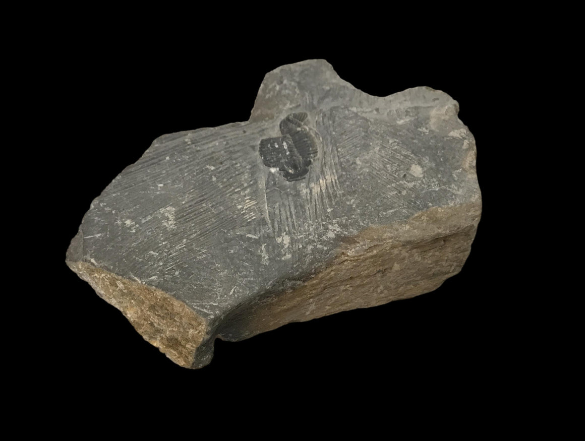 Genuine Fossil Trilobite - Elrathia Kinghi #T10 - 2 1/4” x 1 3/4”