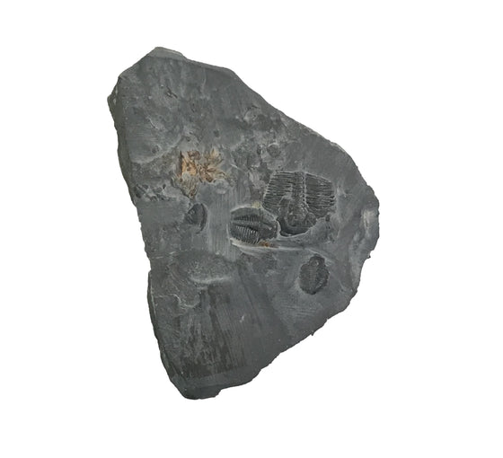 Genuine Fossil Trilobite - Elrathia Kinghi #110 -2 1/4" x 1 5/8