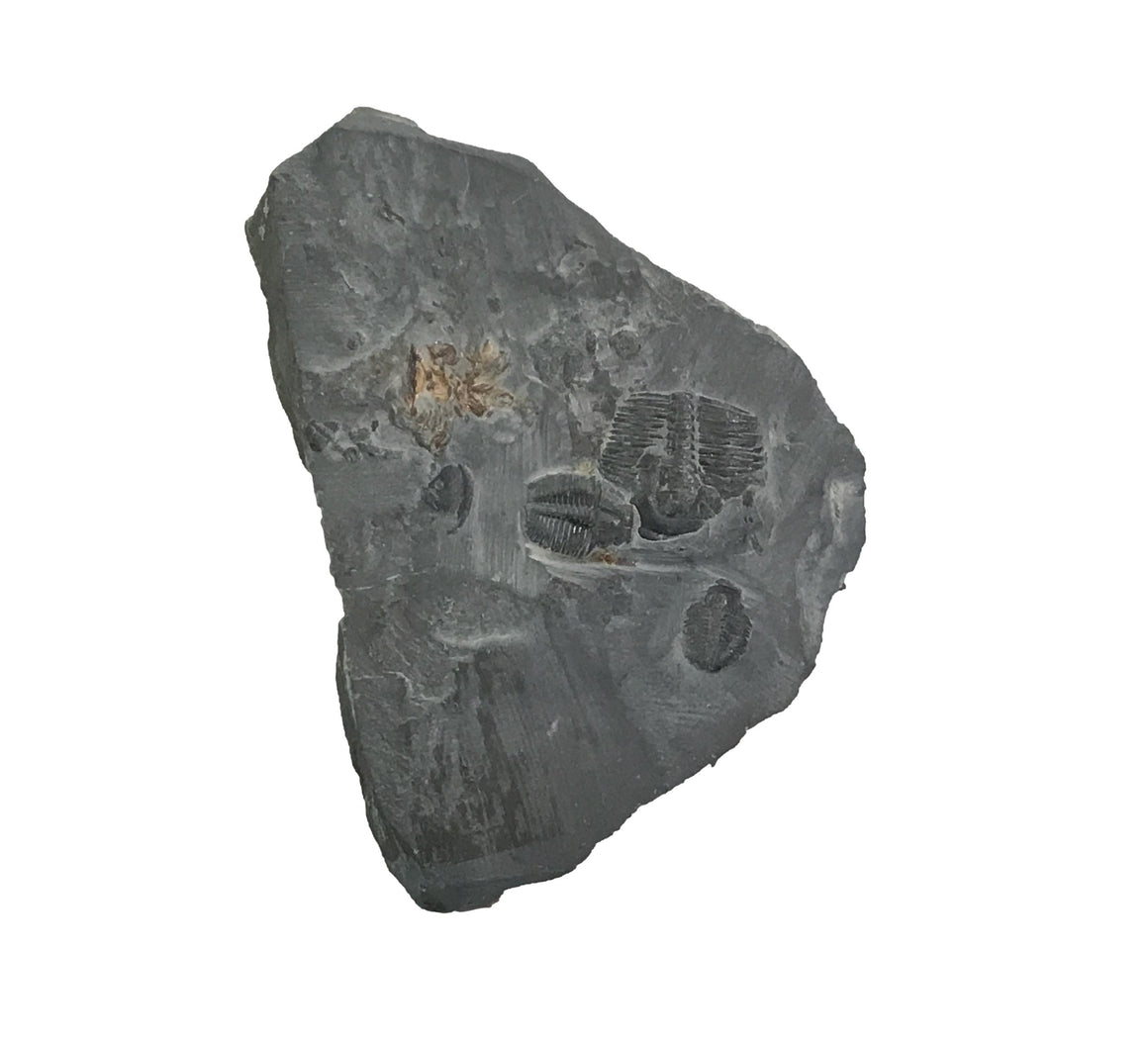 Genuine Fossil Trilobite - Elrathia Kinghi #110 -2 1/4" x 1 5/8