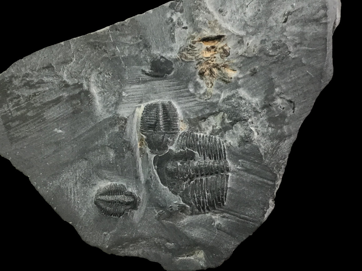 Genuine Fossil Trilobite - Elrathia Kinghi #110 -2 1/4" x 1 5/8